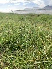 Paspalum vaginatum