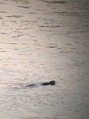 Ondatra zibethicus