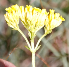 Sebaea sedoides