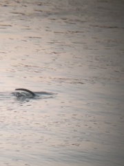 Ondatra zibethicus