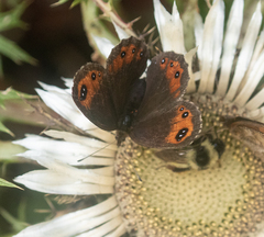 Erebia montanus