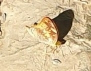Vagrans sinha