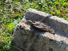 Pholidoscelis exsul