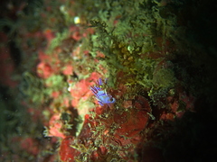 Facelina auriculata