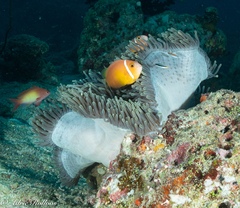 Amphiprion nigripes