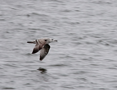 Larus argentatus