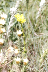 Sebaea sedoides
