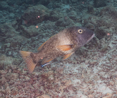 Lethrinus erythracanthus