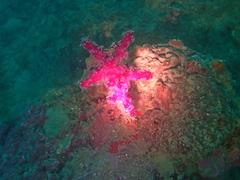 Alcyonium coralloides
