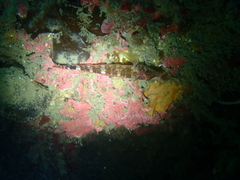 Tripterygion delaisi