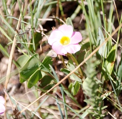 Oxalis obliquifolia