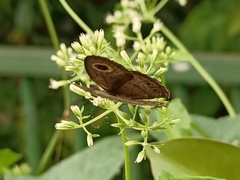 Ypthima horsfieldii humei