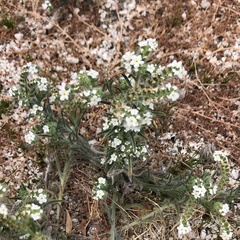 Johnstonella angustifolia
