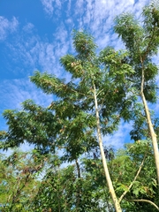 Albizia procera