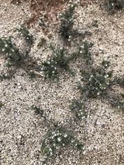 Johnstonella angustifolia