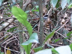 Myrmoderus loricatus