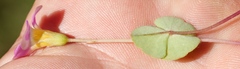 Oxalis obliquifolia