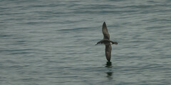 Puffinus yelkouan