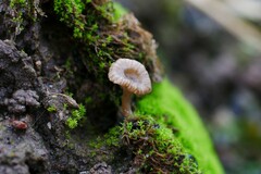 Arrhenia rickenii