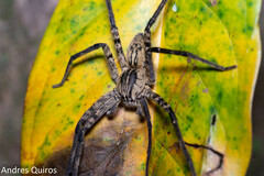 Cupiennius coccineus