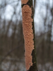 Peniophora incarnata