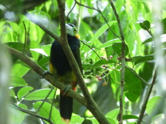 Selenidera maculirostris