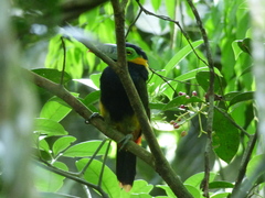 Selenidera maculirostris