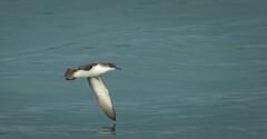 Puffinus yelkouan