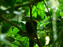 Selenidera maculirostris