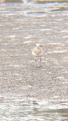 Pluvialis squatarola