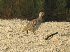 Ortygornis pondicerianus