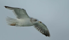 Larus fuscus