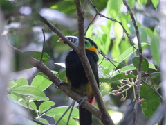 Selenidera maculirostris