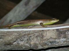 Dasia olivacea