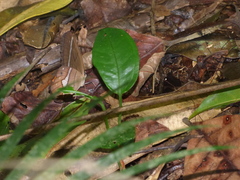 Pierella nereis