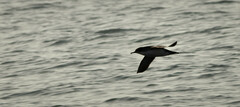 Puffinus yelkouan