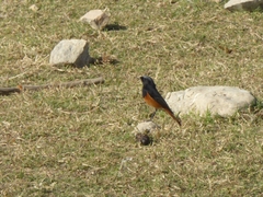 Phoenicurus ochruros