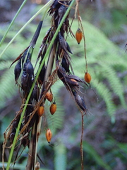 Gahnia pauciflora