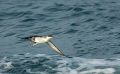 Puffinus yelkouan