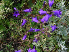 Campanula collina