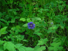 Geranium sylvaticum