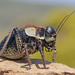 Big-bellied Glandular Bush-Cricket - Photo (c) Miltos Gikas, some rights reserved (CC BY)