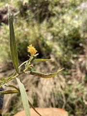 Euthamia weakleyi