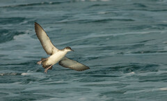 Puffinus yelkouan