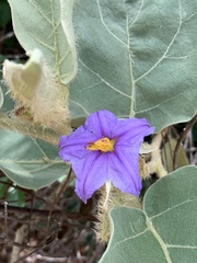 Leptostemonum