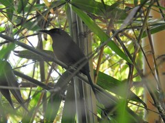 Momotus subrufescens