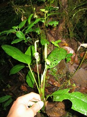Anthurium microspadix