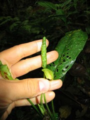 Anthurium microspadix