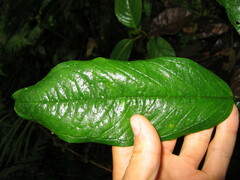 Anthurium microspadix