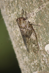 Oxypleura lenihani